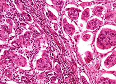closup of cells